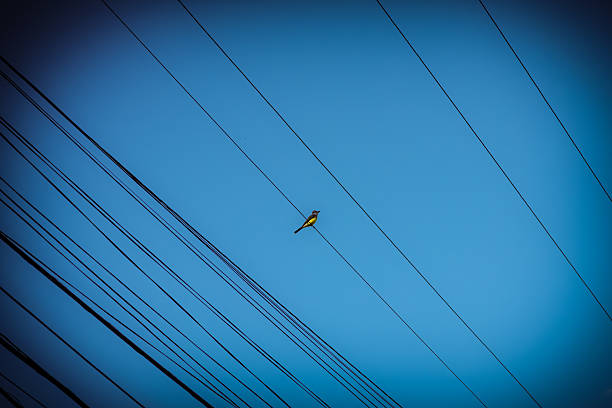 A single bird perches on a high-voltage power line against a clear blue sky. The bird, a tropical species with a yellow underbelly, is centered between the cables, creating a sense of symmetry and minimalism.