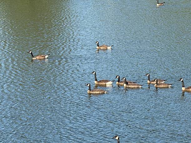istock Canada Geese - Earl Bales Park, North York, Toronto 2222797533
