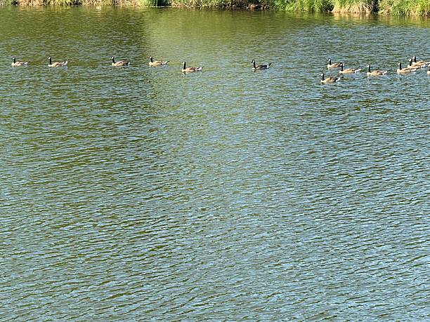 istock Canada Geese - Earl Bales Park, North York, Toronto 2222797658