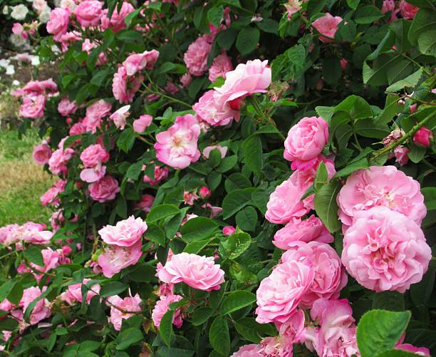 istock Beaauitful Bright Closeup Pink Roses 2222801718