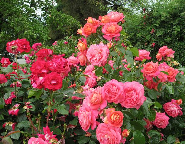 istock Beautiful Bright Pink Roses 2222801879