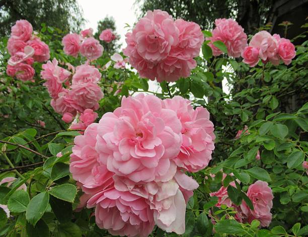 Beautiful Bright Closeup Pink Bonica Roses In Summer