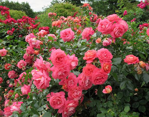 istock Beautiful Bright Pink Roses 2222801890