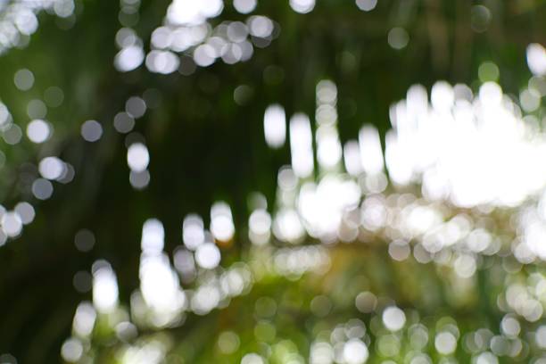 Abstract nature backdrop featuring luminous bokeh and verdant hues creating a blurred paradise effect perfect for background design