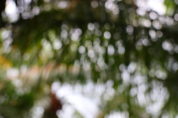 istock Dreamy Forest Canopy Abstract with Sparkling Light and Ethereal Green Hues 2222802460