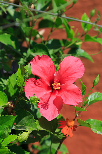 istock Hibiscus flower. Mexico, Nayarit State, Sayulita. 2222804417