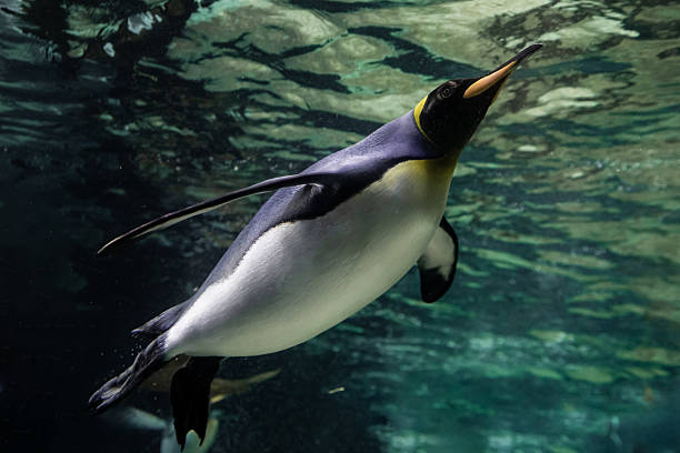 istock A magnificent king penguin (Aptenodytes patagonicus) glides effortlessly underwater, with the shimmering surface above and the deep blue depths below 2222805806