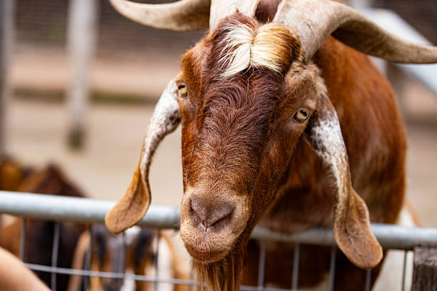istock A rich brown goat with curly horns eagerly awaiting being fed 2222805821