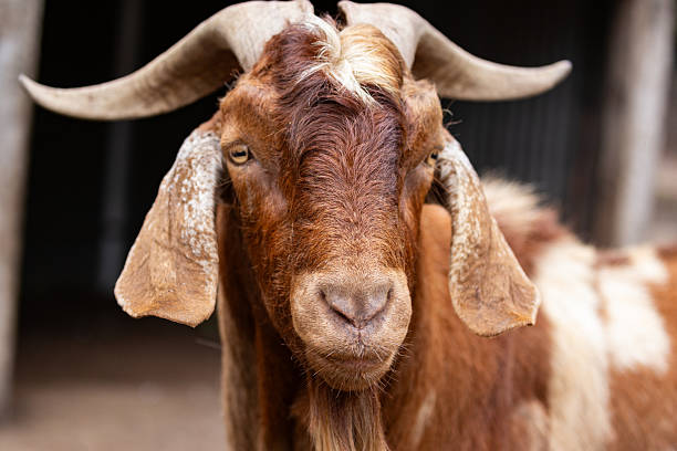 istock A rich brown goat with curly horns eagerly awaiting being fed 2222805825