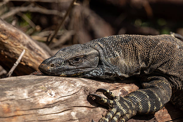 istock A powerful goanna (Varanus varius) rests on a log an Australian bush setting, its long claws and forked tongue sitting on rugged terrain 2222805827