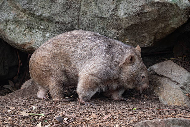 istock A charming wombat (Vombatus ursinus) stands in a rocky clearing within an Australian forest, its sturdy body covered in thick fur as it curiously surveys its surroundings 2222805828