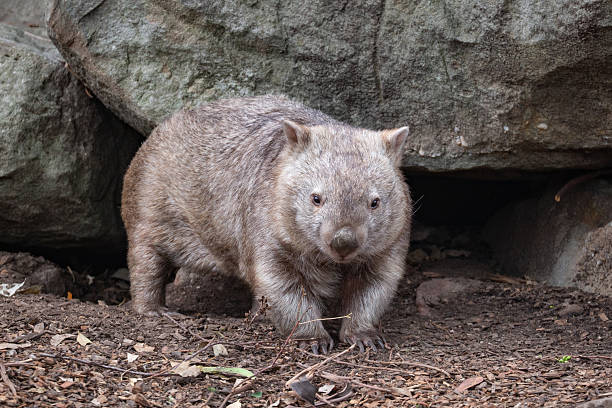 istock A charming wombat (Vombatus ursinus) stands in a rocky clearing within an Australian forest, its sturdy body covered in thick fur as it curiously surveys its surroundings 2222805831