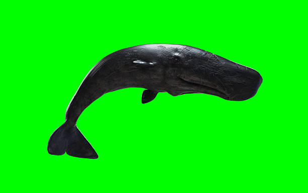 3d Illustration of A Graceful sperm whale glides through deep ocean, surrounded by mystery and silent marine beauty.