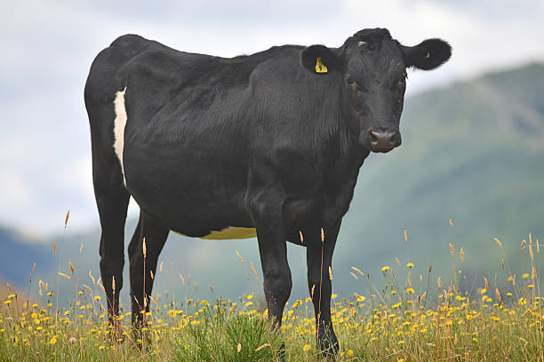 Cows grazing on a summer's day at a dairy farm near Reefton, New Zealand