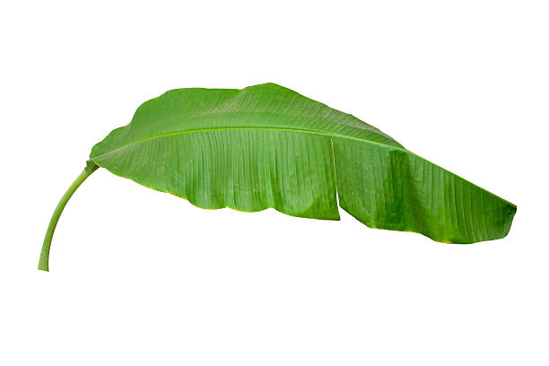istock Banana green leaf tropical plant isolated on white background with clipping path. 2222807391