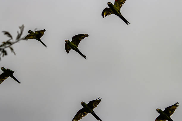 istock Green Maracana Bird 2222808630