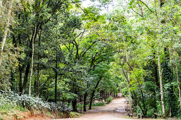 Brazilian Rainforest LandScape