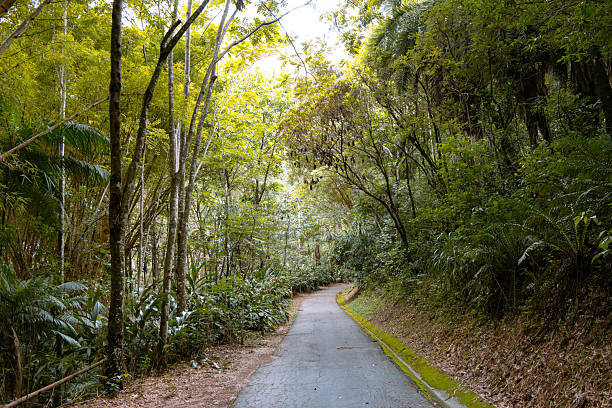 Brazilian Rainforest LandScape