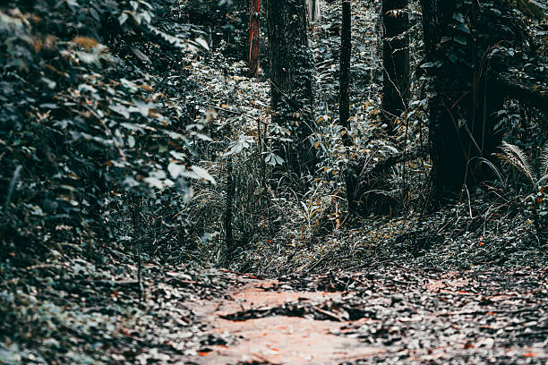 istock Brazilian Rainforest LandScape 2222808746