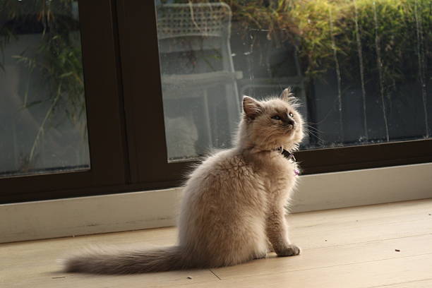 A serene and heartwarming moment featuring a fluffy Ragdoll kitten with cream-colored fur and striking blue eyes, seated peacefully by a sunlit window. Known for their affectionate nature and luxurious coats, this Ragdoll’s gentle gaze and elegant posture make it a captivating subject. Perfect for pet-themed content, lifestyle editorials, and cozy interior visuals, this image radiates warmth, tranquility, and charm—ideal for both commercial and editorial use.