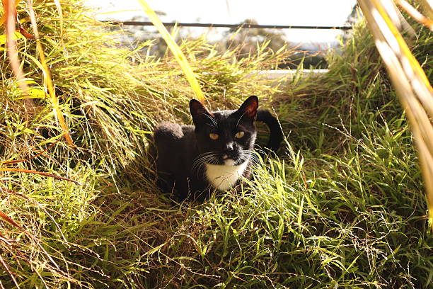 A striking tuxedo cat rests calmly among tall, sunlit grass in a garden, exuding both mystery and elegance. With its sharp black-and-white fur pattern and alert golden eyes, this feline stands out vividly against the vibrant green setting. The warm morning light adds a natural, serene ambiance, making this image ideal for lifestyle editorials, nature-themed visuals, or pet-focused campaigns celebrating the quiet beauty of domestic cats in natural environments.