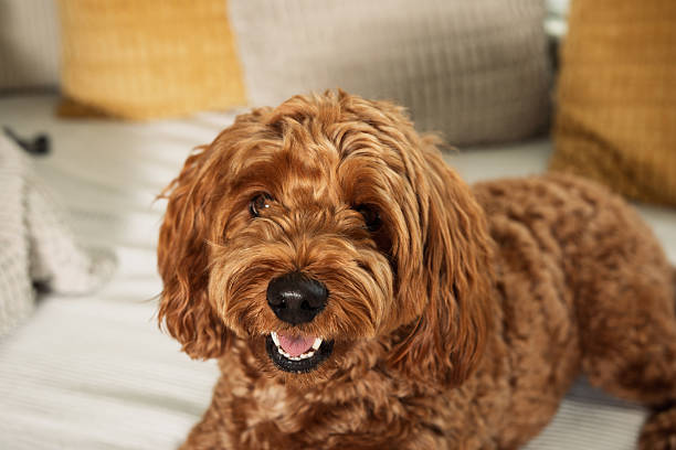 istock Golden Doodle Flashing a Cheesy Grin 2222813375