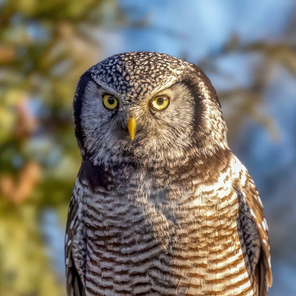 istock portrait of Northern Hawk-owl, Delta, BC 2222814556