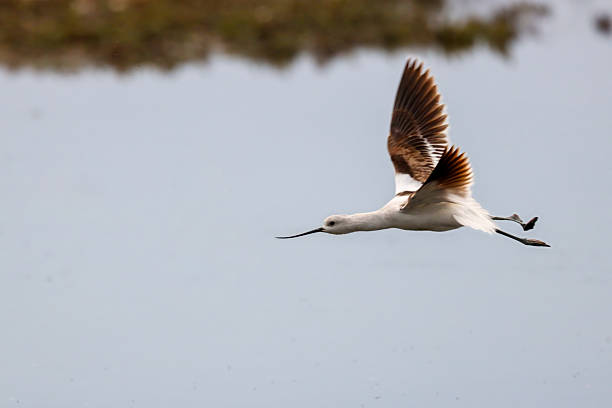 istock American avocet in flight, Delta, BC, Canada 2222814599