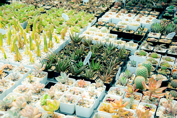 mixed Succulents or cactus background. Small Cactus in Pots to be Sold.