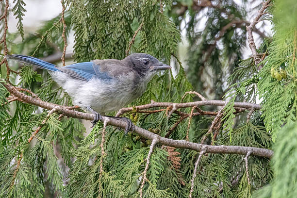 istock California Scrub-Jay perched on a tree branch, Delta, BC, Canada 2222814668