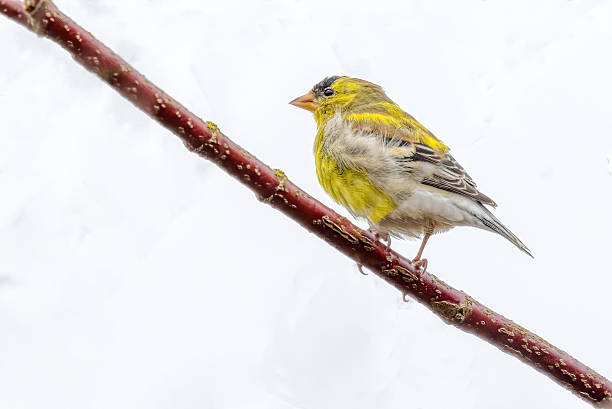 American Goldfinch perching on a tree branch