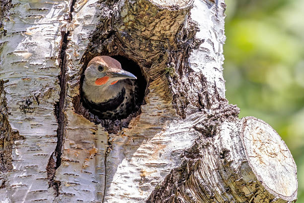 baby northern flicker waiting for mom back