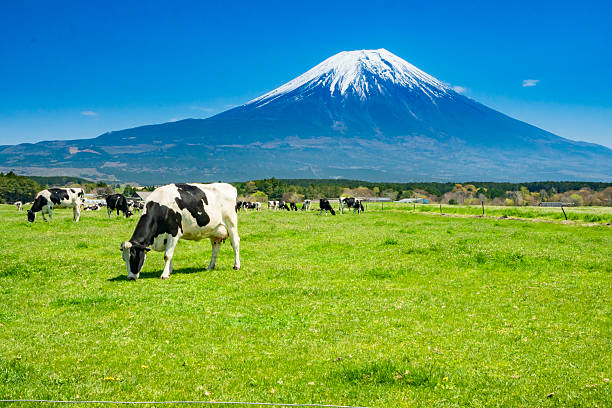 istock Herd of cows on Asagiri Kogen Ranch and magnificent Mt. Fuji. 2222819098