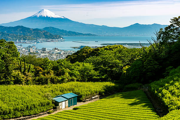 istock Japanese green tea plantations from Nihondaira in the forest. 2222819134
