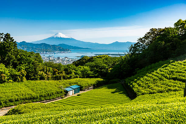 istock Japanese green tea plantations from Nihondaira in the forest. 2222819153