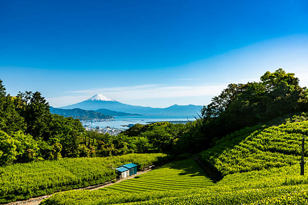 istock Japanese green tea plantations from Nihondaira in the forest. 2222819160