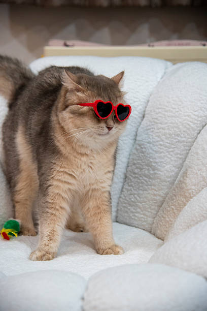 istock A gray cat wearing glasses is playing on a white sofa. 2222819345