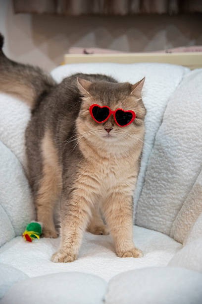 istock A gray cat wearing glasses is playing on a white sofa. 2222819347