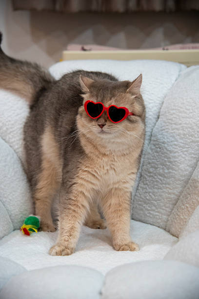 istock A gray cat wearing glasses is playing on a white sofa. 2222819350