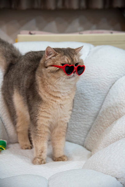 istock A gray cat wearing glasses is playing on a white sofa. 2222819351