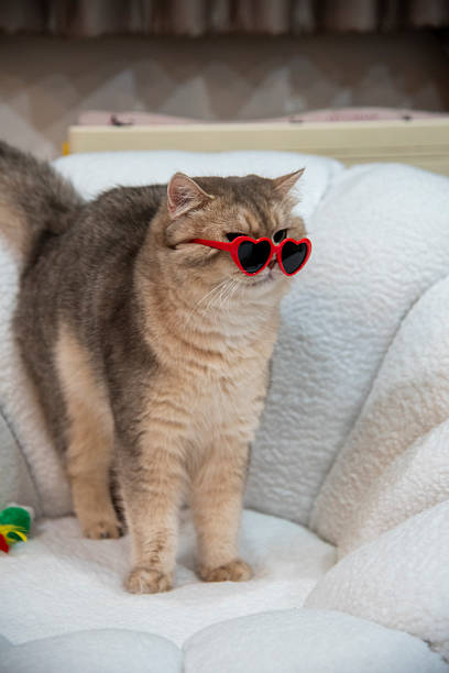 istock A gray cat wearing glasses is playing on a white sofa. 2222819352