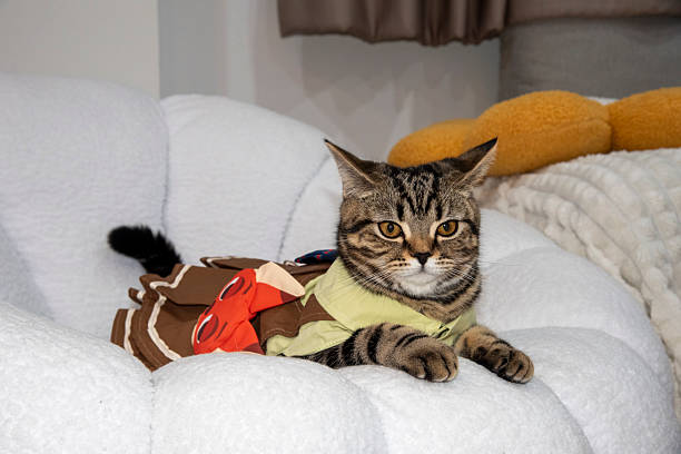 A little cat in a beautiful dress is sleeping on a white sofa.