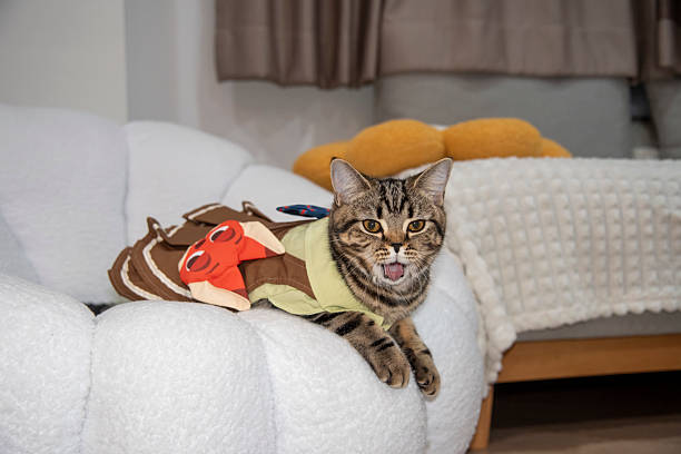 Cat money box
