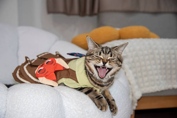 A little cat in a beautiful dress is sleeping on a white sofa.