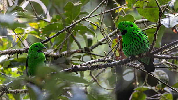 istock Beautiful bird green broadbill perching on a branch. Whitehead's Broadbill bird endemic of Borneo 2222819921