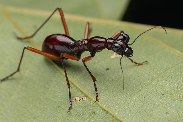 istock Nature Macro image of Flightless Tiger Beetle (Tricondyla sp.) 2222820280
