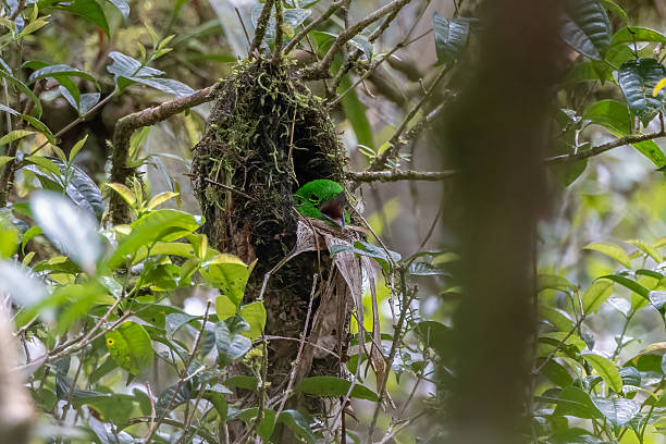 istock Whitehead's Broadbill bird endemic of Borneo sit inside bird nest 2222820337