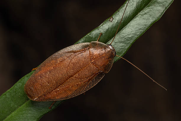 Nature macro image of huge jungle cockroach on rainforest jungle