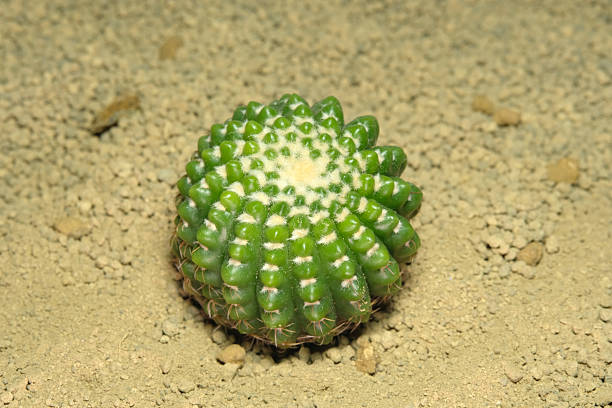 istock Close up Parodia notocactus tabularis inermis on artificial habitat, live at rocky stone ground on desert 2222821168