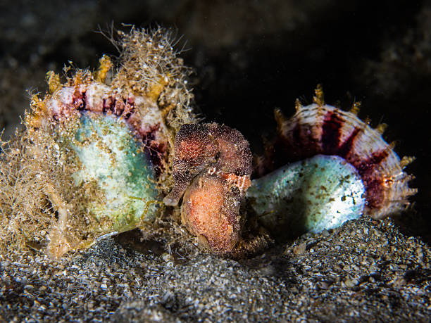 istock Seahorse in its habitat 2222821453